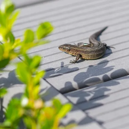 Alojamento de Acomodação e Pequeno-almoço Sanibel Bobolin
