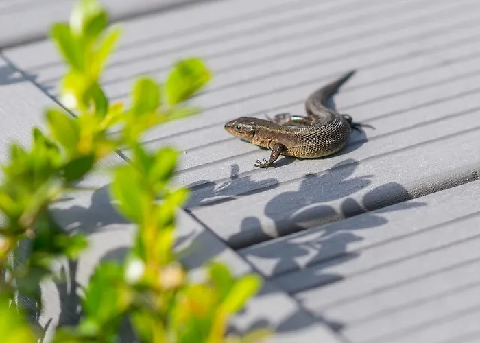 Bed and breakfast Sanibel Bobolin